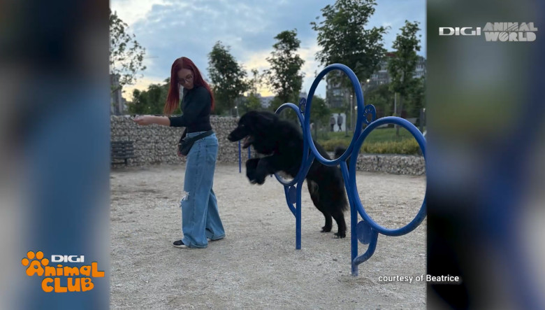 DAC CIOBANESC CORB BEATRICE IRIMIA 6