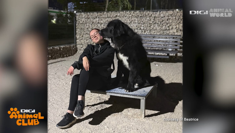 DAC CIOBANESC CORB BEATRICE IRIMIA 7