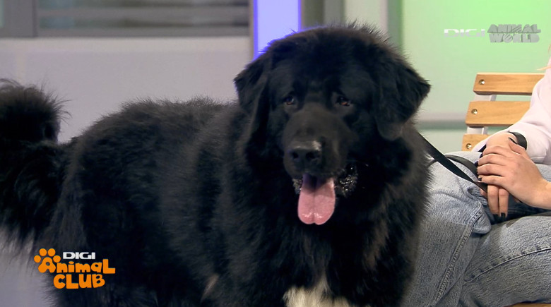 DAC CIOBANESC CORB BEATRICE IRIMIA 12