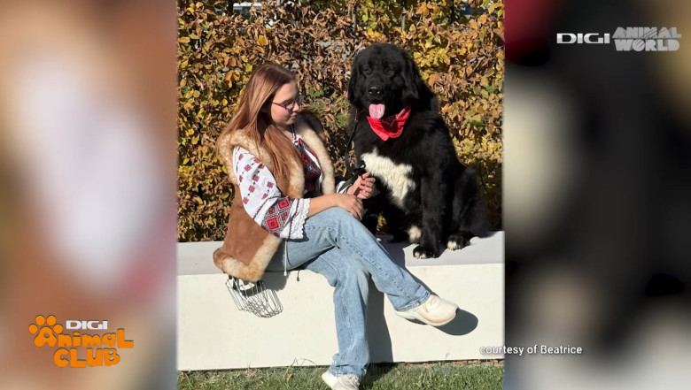 DAC CIOBANESC CORB BEATRICE IRIMIA 9