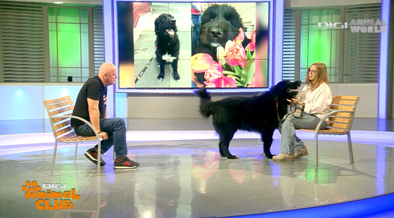 DAC CIOBANESC CORB BEATRICE IRIMIA 10