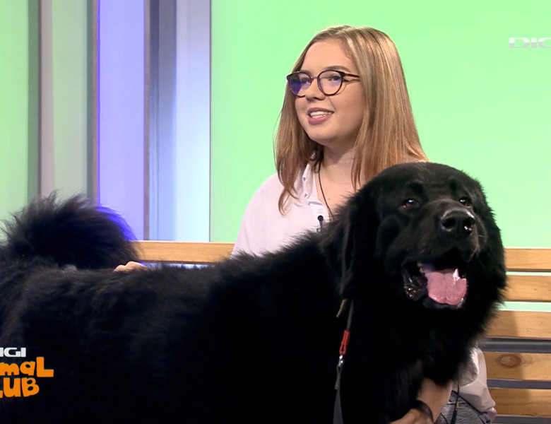 DAC CIOBANESC CORB BEATRICE IRIMIA 11