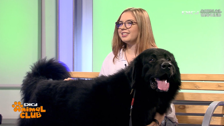 DAC CIOBANESC CORB BEATRICE IRIMIA 11