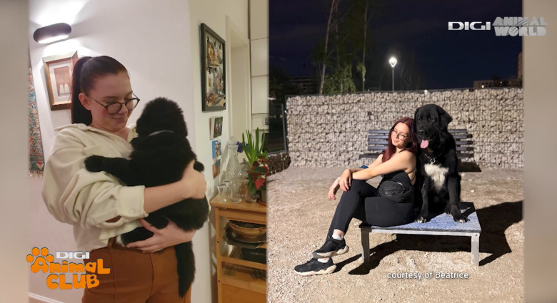 DAC CIOBANESC CORB BEATRICE IRIMIA 13