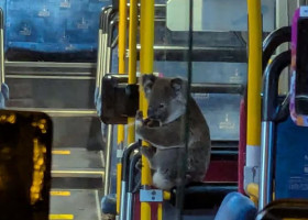 Imagini virale cu un urs koala în timp ce se plimba cu autobuzul/ Foto: Captură video