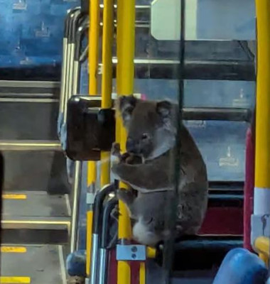 Imagini virale cu un urs koala în timp ce se plimba cu autobuzul/ Foto: Captură video