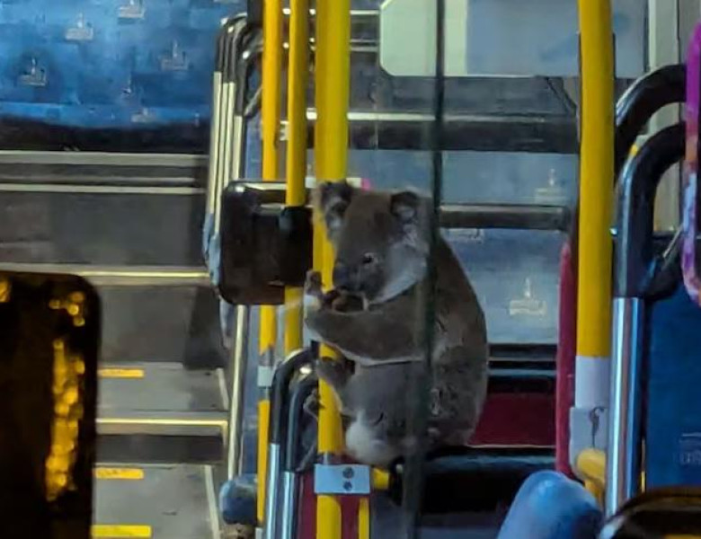 Imagini virale cu un urs koala în timp ce se plimba cu autobuzul/ Foto: Captură video