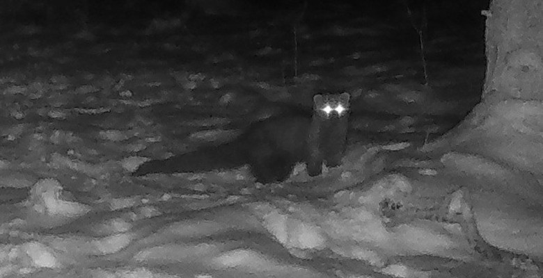 Animal rar, surprins într-o pădure din Ohio/ Foto: Instagram