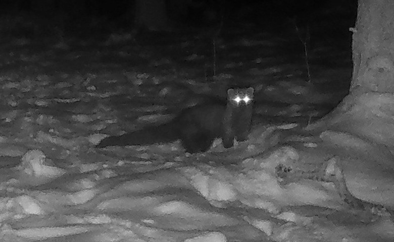 Animal rar&comma; surprins &icirc;ntr-o p&abreve;dure din&nbsp;Ohio&sol; Foto&colon; Instagram