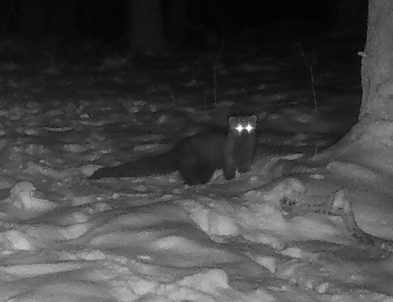 Animal rar, surprins într-o pădure din Ohio/ Foto: Instagram