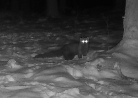 Animal rar, surprins într-o pădure din Ohio/ Foto: Instagram