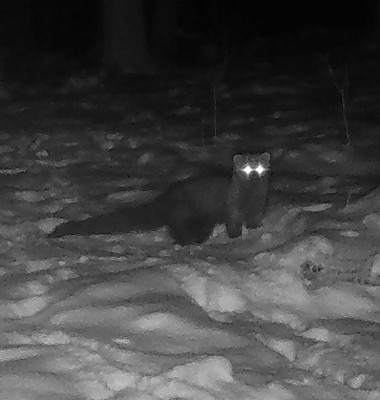 Animal rar, surprins într-o pădure din Ohio/ Foto: Instagram