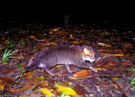 Pisică surprinsă în rezervația Sirindhorn din sudul Thailandei (2)