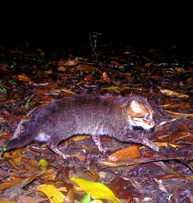 Pisică surprinsă în rezervația Sirindhorn din sudul Thailandei (2)