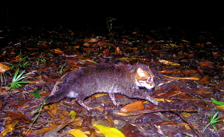 Pisic&abreve; surprins&abreve; &icirc;n rezervația Sirindhorn din sudul Thailandei &lpar;2&rpar;