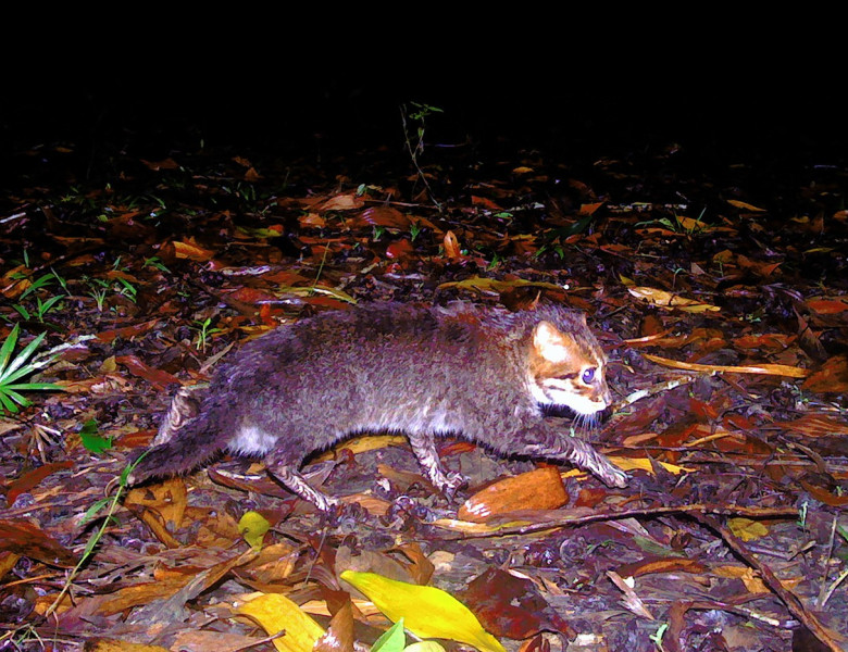 Pisică surprinsă în rezervația Sirindhorn din sudul Thailandei (2)