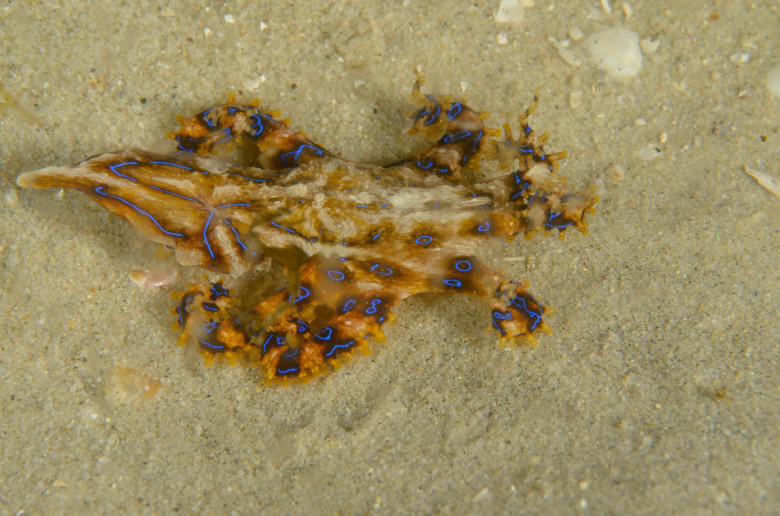 Cea mai otrăvitoare caracatiță din lume/ Profimedia