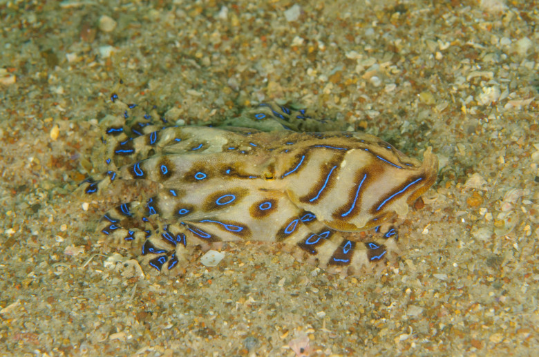 Cea mai otrăvitoare caracatiță din lume/ Profimedia