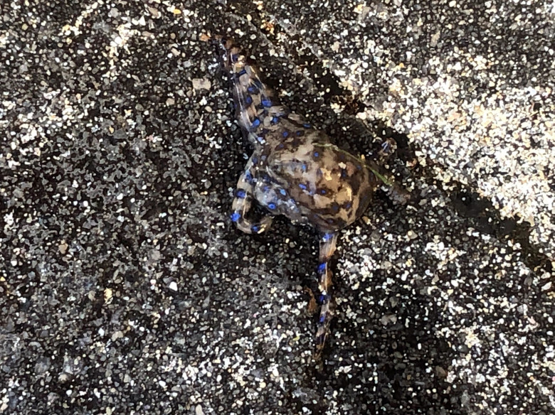 Cea mai otrăvitoare caracatiță din lume/ Profimedia