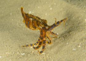 Cea mai otrăvitoare caracatiță din lume/ Profimedia