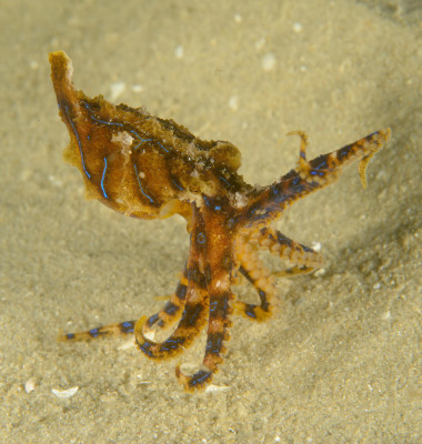 Cea mai otrăvitoare caracatiță din lume/ Profimedia