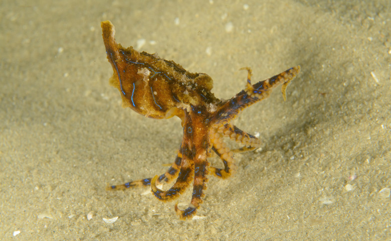 Cea mai otr&abreve;vitoare caracatiț&abreve; din lume&sol; Profimedia