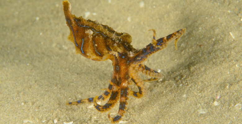 Cea mai otrăvitoare caracatiță din lume/ Profimedia