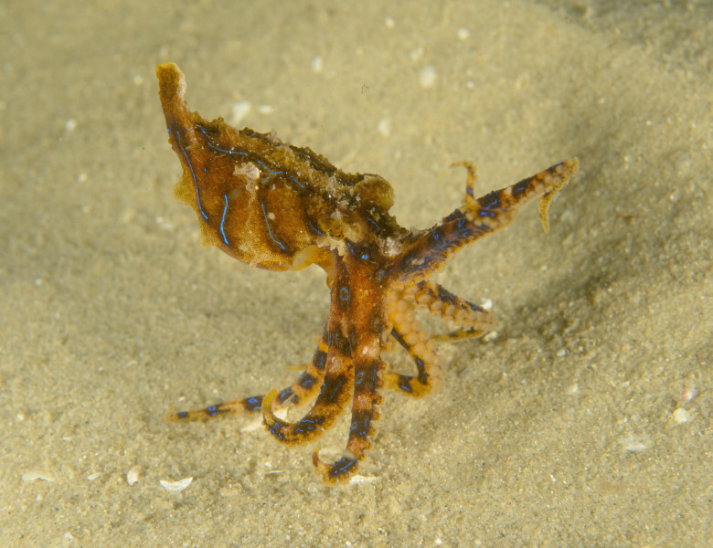 Cea mai otrăvitoare caracatiță din lume/ Profimedia