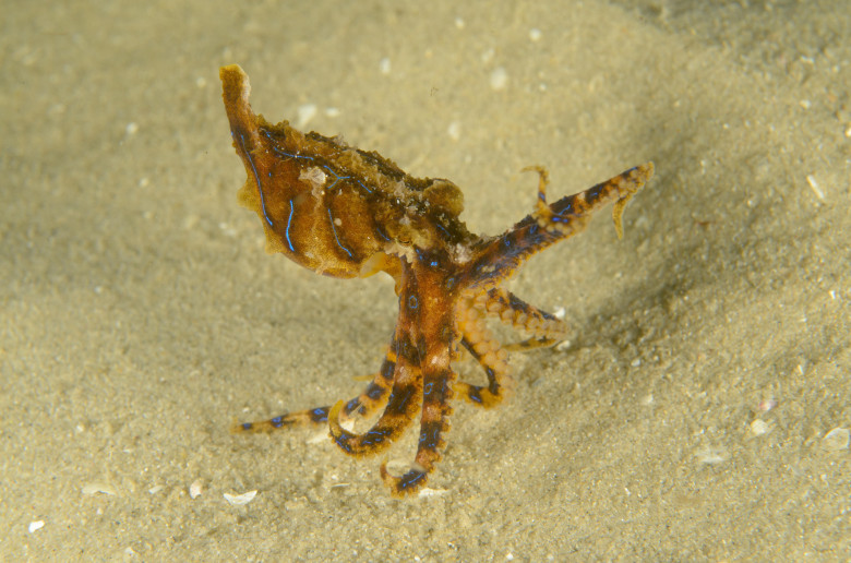 Cea mai otrăvitoare caracatiță din lume/ Profimedia