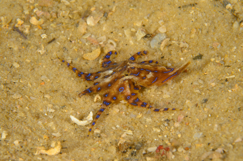 Cea mai otrăvitoare caracatiță din lume/ Profimedia