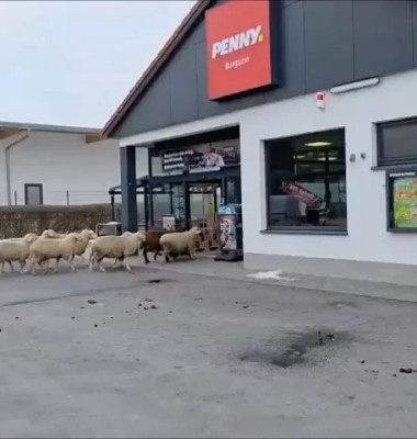 Momentul când 50 de oi dau buzna într-un supermarket/ Foto: X