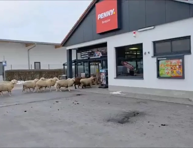 Momentul când 50 de oi dau buzna într-un supermarket/ Foto: X