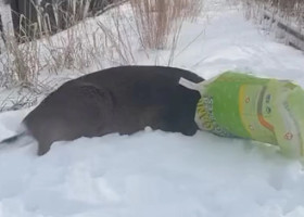 Cerb blocat într-o pungă de plastic, confundat cu un „suspect mascat”/ Foto: Facebook