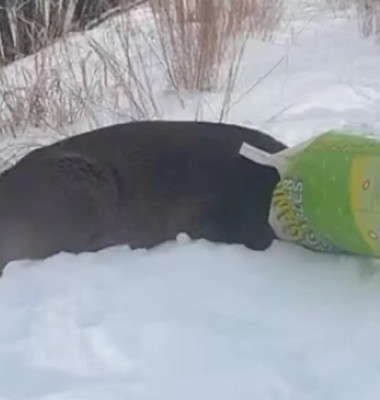 Cerb blocat într-o pungă de plastic, confundat cu un „suspect mascat”/ Foto: Facebook