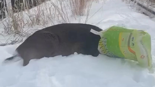 Cerb blocat într-o pungă de plastic, confundat cu un „suspect mascat”. Alarma a pus pe jar poliția din New York