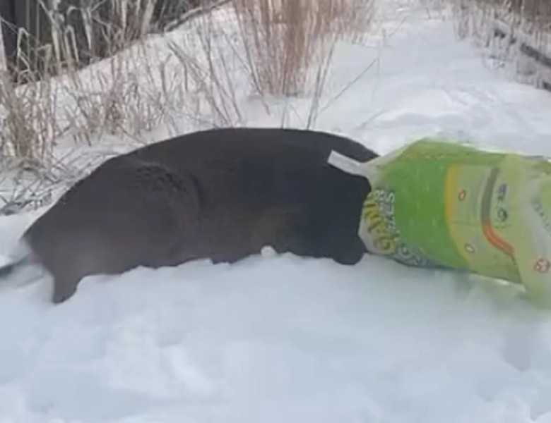 Cerb blocat într-o pungă de plastic, confundat cu un „suspect mascat”/ Foto: Facebook