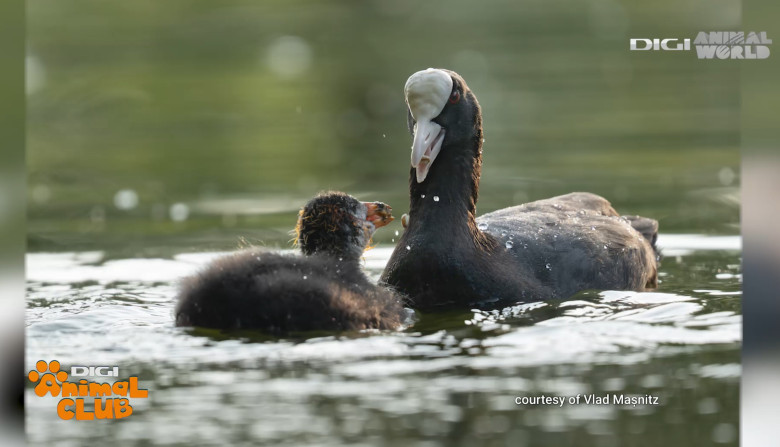 DAC FOTOGEOGRAFICA 5