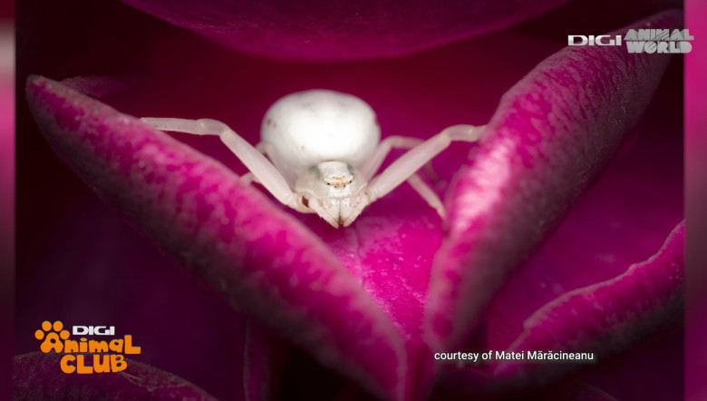 DAC FOTOGEOGRAFICA 8