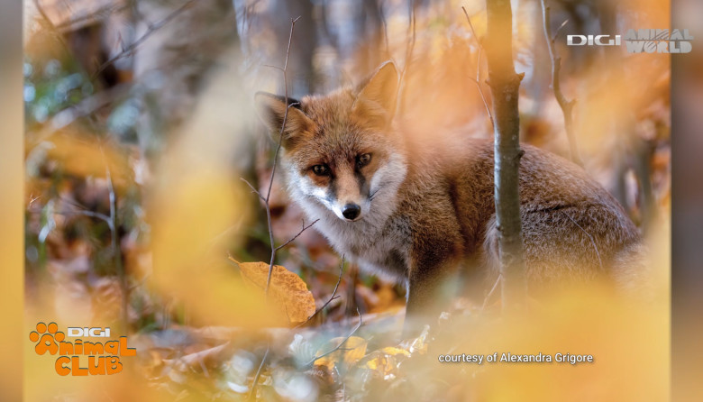 DAC FOTOGEOGRAFICA 9