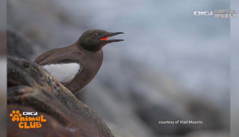 DAC FOTOGEOGRAFICA 13