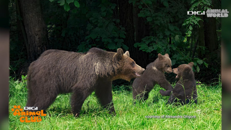 DAC FOTOGEOGRAFICA 10