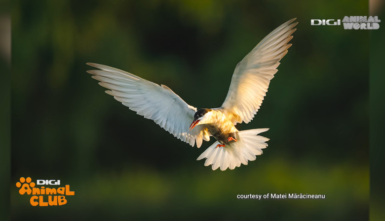 DAC FOTOGEOGRAFICA 11