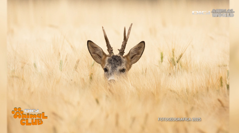 DAC FOTOGEOGRAFICA 18