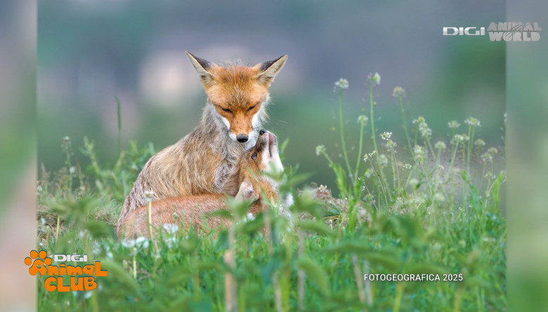 DAC FOTOGEOGRAFICA 23