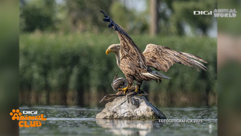 DAC FOTOGEOGRAFICA 20