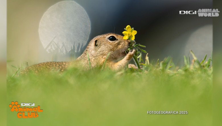 DAC FOTOGEOGRAFICA 28