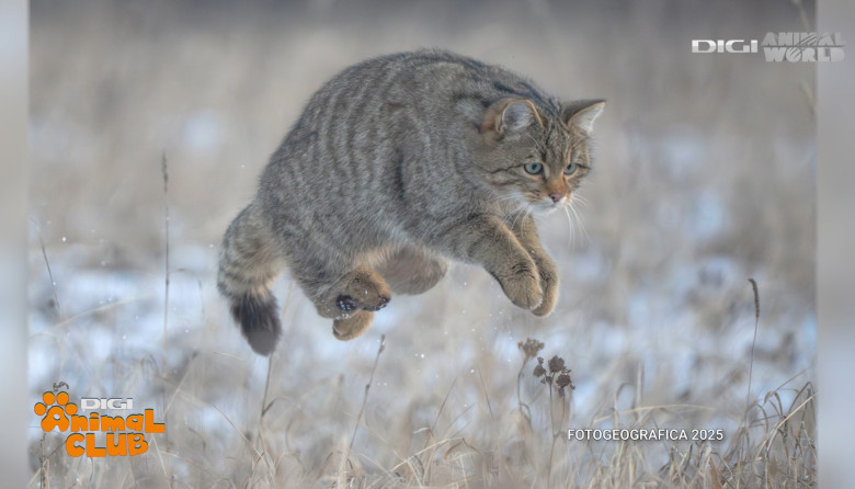 DAC FOTOGEOGRAFICA 29