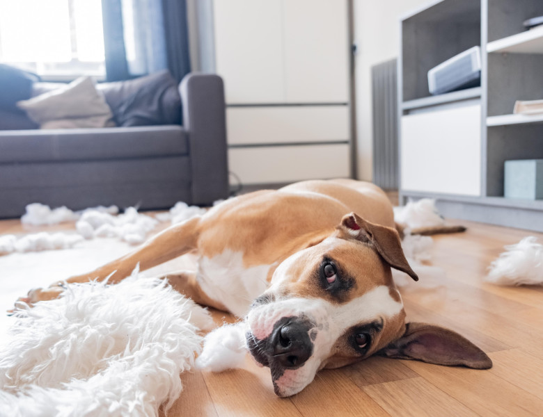 La ce se gândesc câinii când pleci de acasă și cum să-i liniștești/ Profimedia