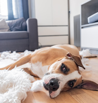 La ce se gândesc câinii când pleci de acasă și cum să-i liniștești/ Profimedia