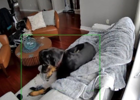 Momentul când un câine declanșează un incendiu/ Foto: X